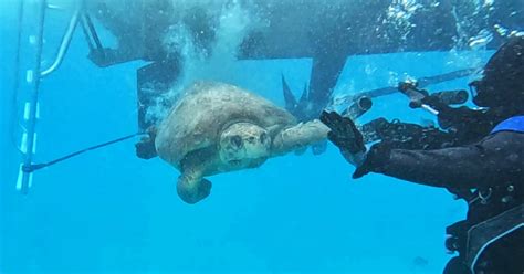 Massive Sea Turtle Back Where It Belongs After Florida  .